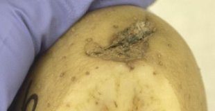 Research: New variety of zebra chip disease threatens potato production in southwestern Oregon —