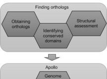 Research: New workflow for annotating genomes will help both researchers and undergraduate students —