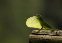 Research: Island lizards are expert sunbathers, and researchers find it’s slowing their evolution —