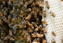 Research: Neonics hinder bees’ ability to fend off deadly mites —