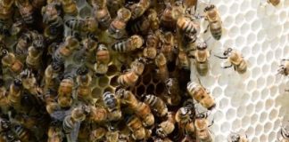 Research: Neonics hinder bees’ ability to fend off deadly mites —
