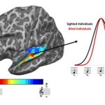 Study: Brains of blind people adapt to sharpen sense of hearing, study shows — (Details)