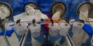 Study: Dengue mosquito is Queensland’s biggest threat for spreading Zika virus — (Details)