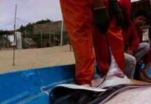 Research: Discovery is good news for conservation, but action is needed to limit fishing during birthing months —