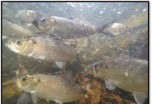 Research: Scientists urge more research attention to fish, mammal, bird seasonal events —