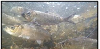Research: Scientists urge more research attention to fish, mammal, bird seasonal events —