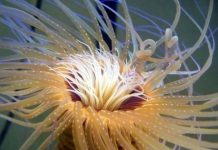 Research: Tube-dwelling anemones have largest mitochondrial genome on record —