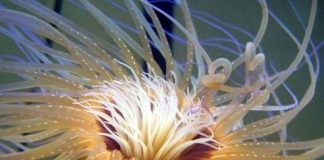 Research: Tube-dwelling anemones have largest mitochondrial genome on record —