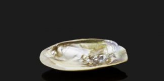 Research: Artificial mother-of-pearl created using bacteria —