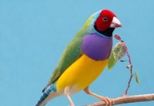 Research: An underlying selection mechanism prevents one color from dominating —