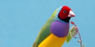 Research: An underlying selection mechanism prevents one color from dominating —