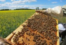 Research: Honeybees are much more robust than bumblebees —