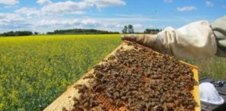 Research: Honeybees are much more robust than bumblebees —