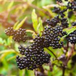 Study: Eating elderberries can help minimize influenza symptoms — (Details)