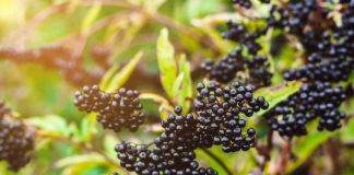 Study: Eating elderberries can help minimize influenza symptoms — (Details)