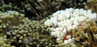 Research: Soft tissue makes coral tougher in the face of climate change —