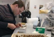 Research: The buzz about bumble bees isn’t good —