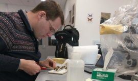 Research: The buzz about bumble bees isn’t good —