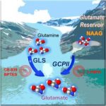 Study: Neurotransmitter that helps cancers progress IDed — (Details)