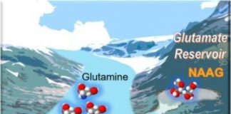 Study: Neurotransmitter that helps cancers progress IDed — (Details)