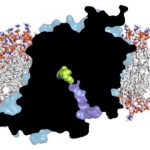Study: New avenues for developing medications to treat addiction — (Details)