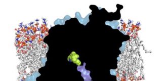 Study: New avenues for developing medications to treat addiction — (Details)