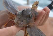 Research: Marine life more sensitive to warming, less able to escape from heat —