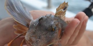 Research: Marine life more sensitive to warming, less able to escape from heat —