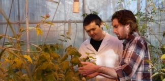 Research: Tomato, tomat-oh! — understanding evolution to reduce pesticide use —