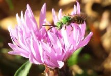 Research: Female and male bees of the same species frequent different flowers, study finds —