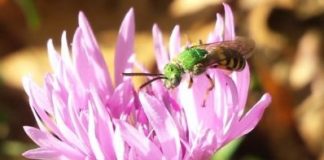 Research: Female and male bees of the same species frequent different flowers, study finds —