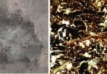 Research: Microscopic and molecular evidence at paleolithic hearth sites helps uncover Neanderthal mobility habits —