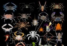 Research: Meet Callichimaera perplexa, the platypus of crabs —