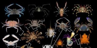 Research: Meet Callichimaera perplexa, the platypus of crabs —