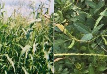 Research: Genomic features that make plants good candidates for domestication —