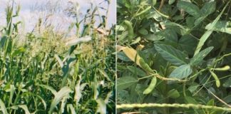 Research: Genomic features that make plants good candidates for domestication —