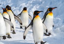 Research: ‘Catastrophic’ breeding failure at one of world’s largest emperor penguin colonies —