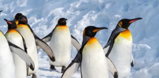 Research: ‘Catastrophic’ breeding failure at one of world’s largest emperor penguin colonies —