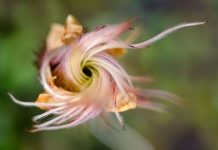 Research: Early melting of winter snowfall advances the Arctic springtime —