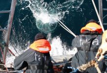 Research: Pole-to-pole study of ocean life identifies nearly 200,000 marine viruses —