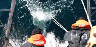 Research: Pole-to-pole study of ocean life identifies nearly 200,000 marine viruses —