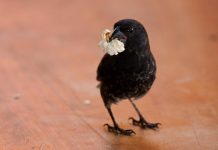 Research: Human activity can influence the gut microbiota of Darwin’s finches in the Galapagos —