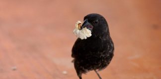 Research: Human activity can influence the gut microbiota of Darwin’s finches in the Galapagos —