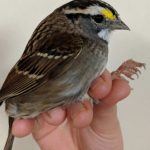 Study: Songbird-body changes that allow migration may have human health implications — (Details)