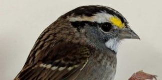 Study: Songbird-body changes that allow migration may have human health implications — (Details)