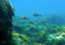 Research: Ocean acidification ‘could have consequences for millions’ —