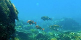 Research: Ocean acidification ‘could have consequences for millions’ —