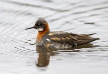 Research: An exceptional strategy when winter comes —