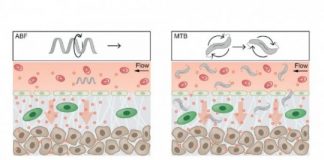 Research: Tiny robots powered by magnetic fields could help drug-delivery nanoparticles reach their targets —