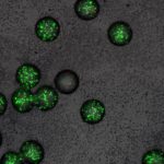 Study: Finding antibiotic-effect in molecules quickly — (Details)